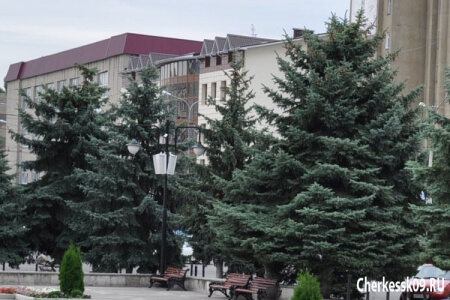 На главном проспекте Черкесска проведут санитарную обработку 280 голубых елей