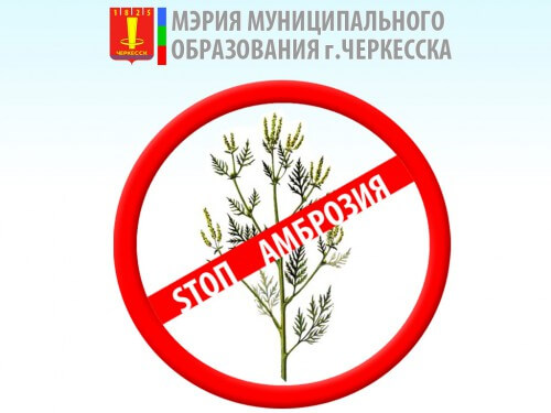 В Черкесске стартует ежегодная всенародная акция по борьбе с амброзией