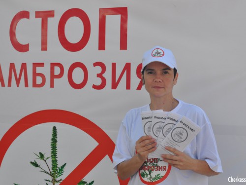 В первый день акции «Стоп, амброзия» в Черкесске в пункты приёма карантинного сорняка сдали более 3 тысяч стеблей