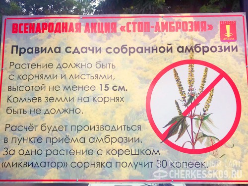 В Черкесске стартовала всенародная акция «Стоп, амброзия!»