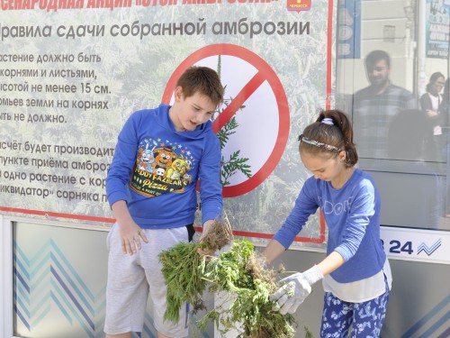 В первый день акции «Стоп, амброзия!» жители Черкесска собрали более 10 тысяч корешков сорной травы