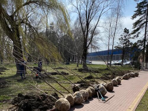 В Черкесске  в рамках акции «Сад памяти» высадят почти 4 тысяч деревьев