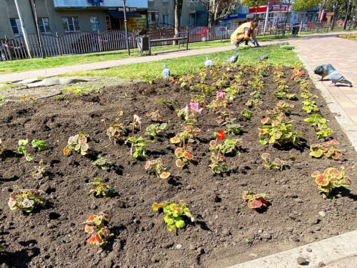 В этом году клумбы Черкесска украсят более 600  тысяч цветов