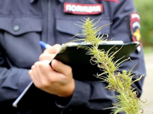 Очаги дикорастущей конопли ликвидировали в Черкесске в рамках межведомственной операции «Мак-2021»