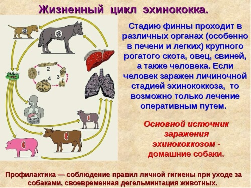 Эхинококкоз: памятка о путях передачи и профилактике