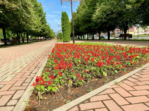 В Черкесске высадят цветники площадью более 6 тысяч квадратных метров